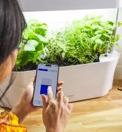 A person adjusts the light cycle of the LED grow light and planter through an app on a phone