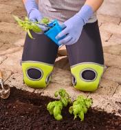 A person wearing memory foam knee pads kneels while planting basil plants in a garden bed