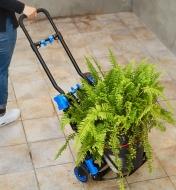 A dual hand truck and moving cart configured as a hand truck to move a large potted fern