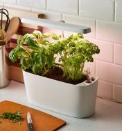 Basil and parsley plants growing in a grow light & self-watering planter set placed on a kitchen counter