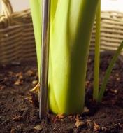 A close-up view of the telescopic LED grow light’s stake set in the soil of a houseplant