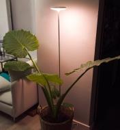 A telescopic LED grow light set over a large potted houseplant in a residential interior