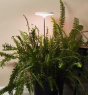 A telescopic LED grow light set over a large potted fern in a residential interior