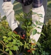 A gardener wearing canvas arm protectors and gardening gloves uses pruners to cut a plant stem
