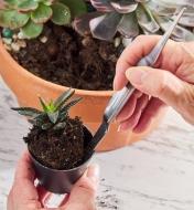 Using a potting tool to lift a houseplant out of a small pot for replanting