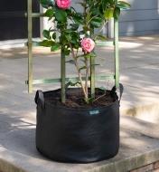 The 15 gallon mesh fabric pot with roses planted in it sits on a patio