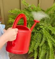Using the rose attachment on a 5 litre watering can to water an outdoor plant