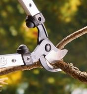 The blades of the Felco #211 loppers grip a branch in anticipation of cutting