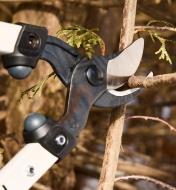 Using the Felco #211 loppers to cut a tree branch