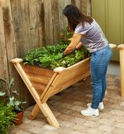 A gardener tends to vegetables and herbs growing in the wedge planter