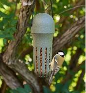 A bird perching on the peanut bird feeder