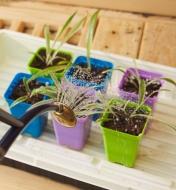 Watering seedlings with the Haws British blue watering can