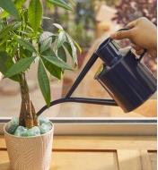 Watering a potted plant with the Haws British blue watering can