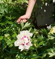 The hinged hoop on the Lee Valley Peony Support is placed around a peony plant in a garden