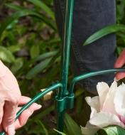 The hinged hoop on the Lee Valley Peony Support is clicked into the support clamp on the steel stake