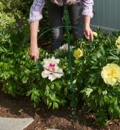 The Lee Valley Peony Support hinged hoop is placed around several peonies in a garden