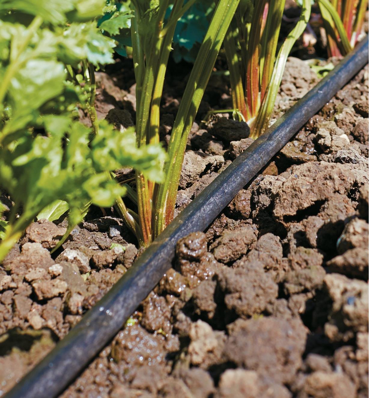 Micro-Porous Hose Kit tubing placed between plants in a garden