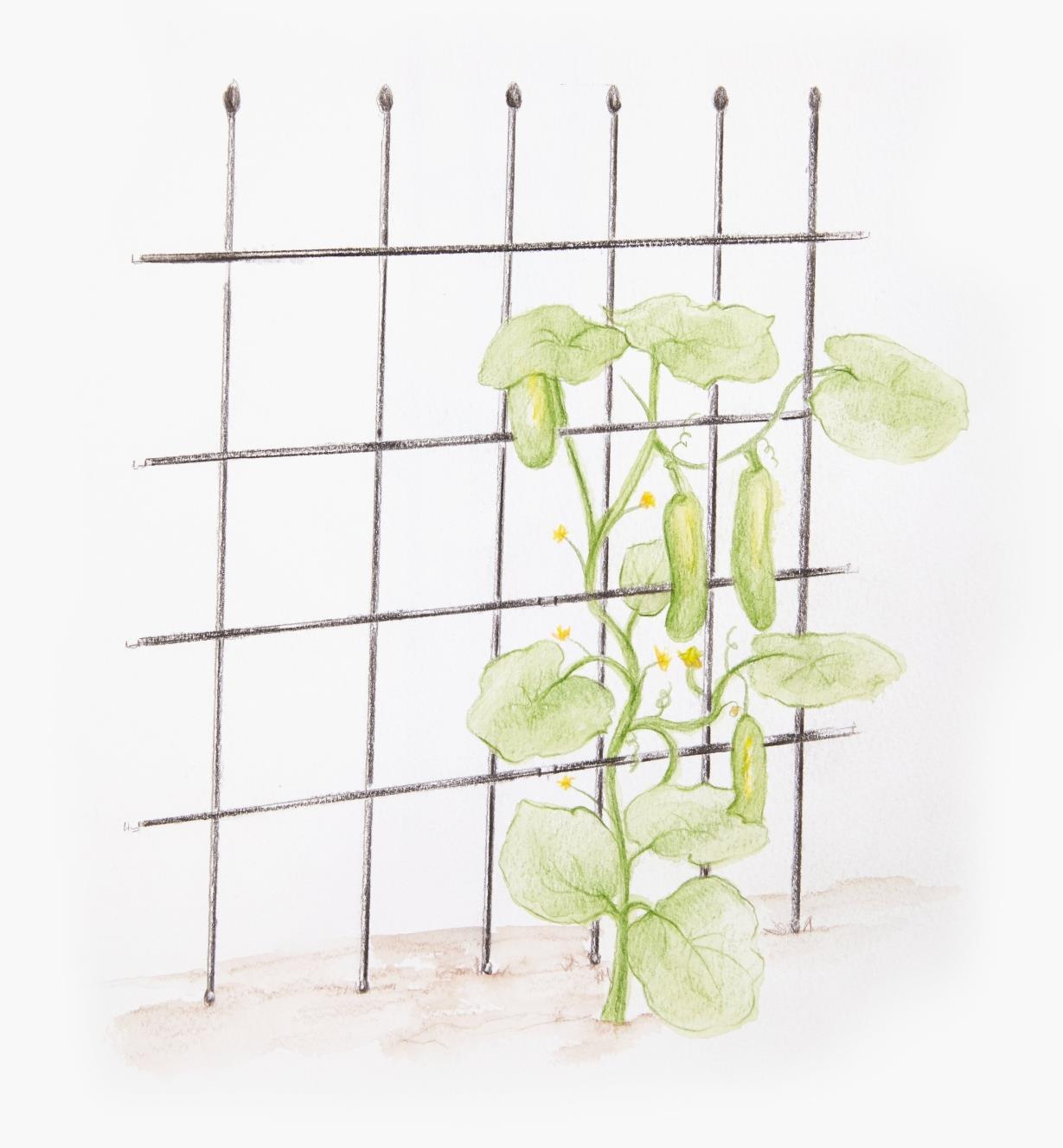 Illustration showing a climbing plant supported by the flexible multi-shape trellis