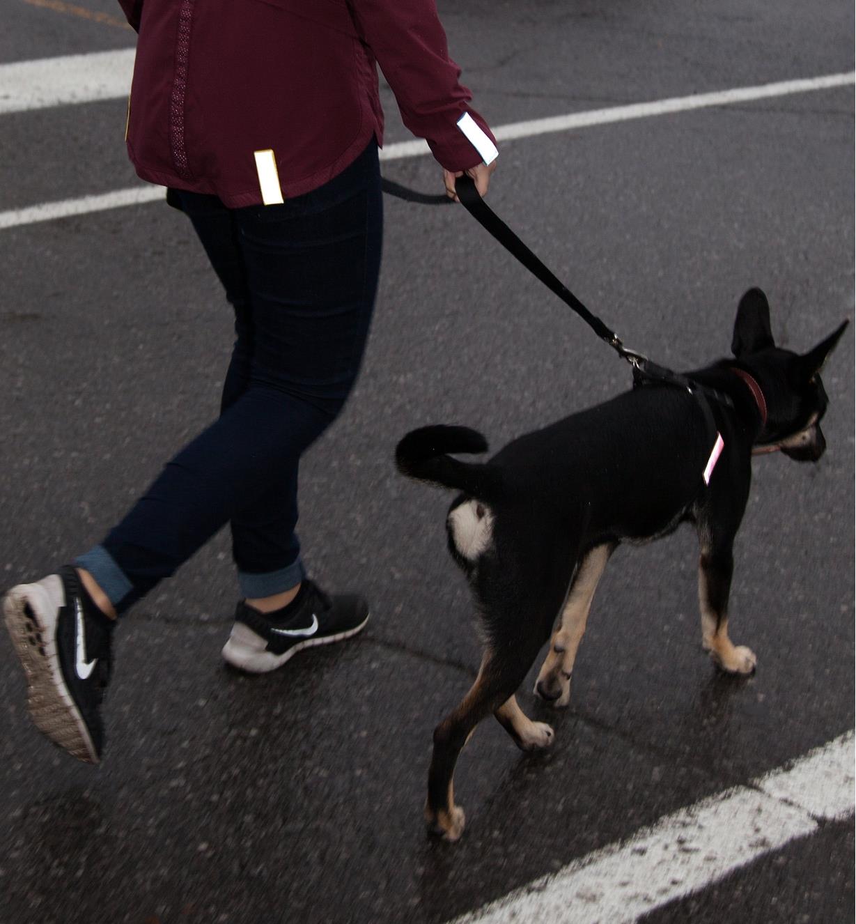 Reflector Strips attached to a jacket sleeve and back as well as a dog's collar