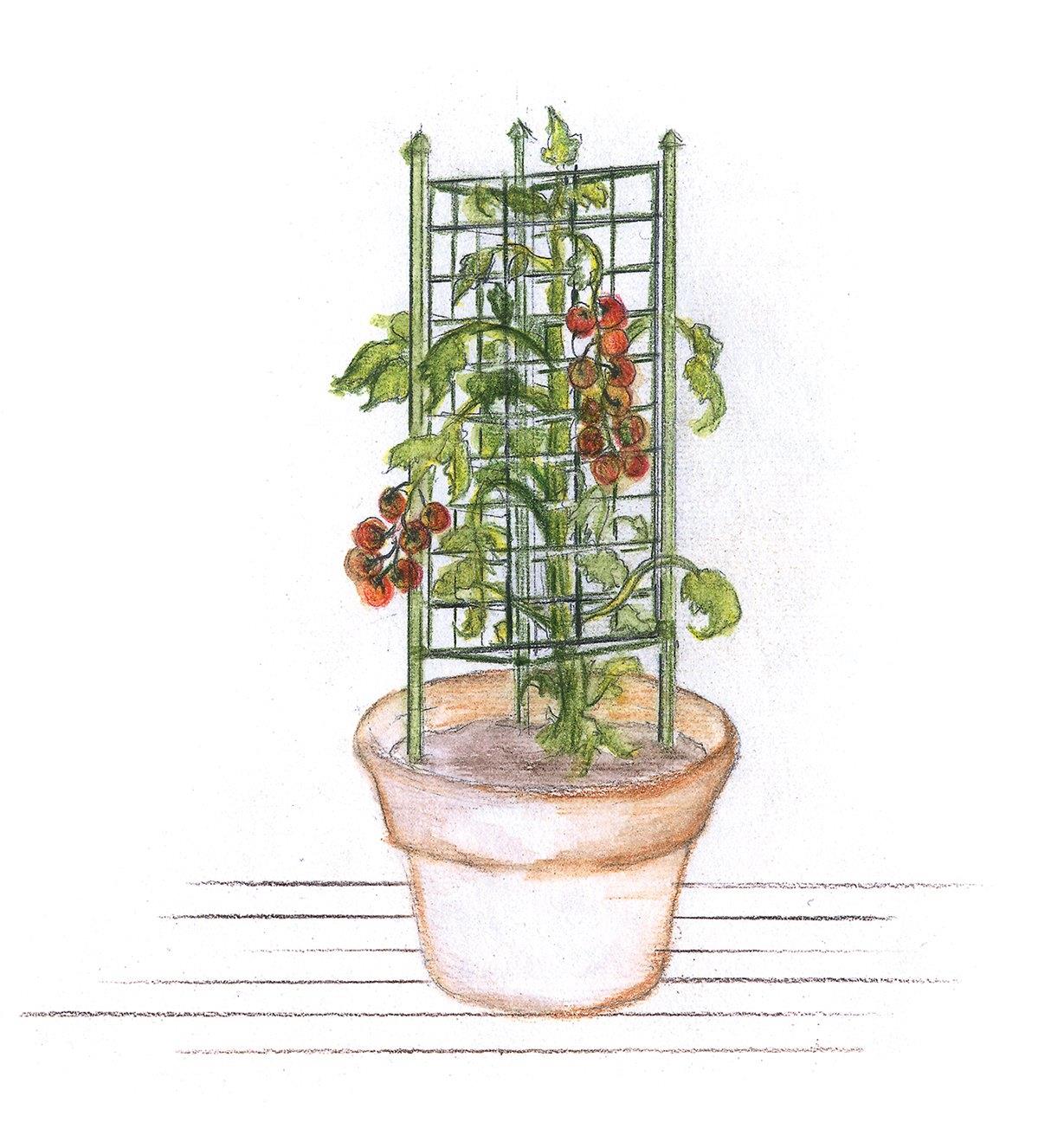 Illustration of folded tomato cage used in a round pot