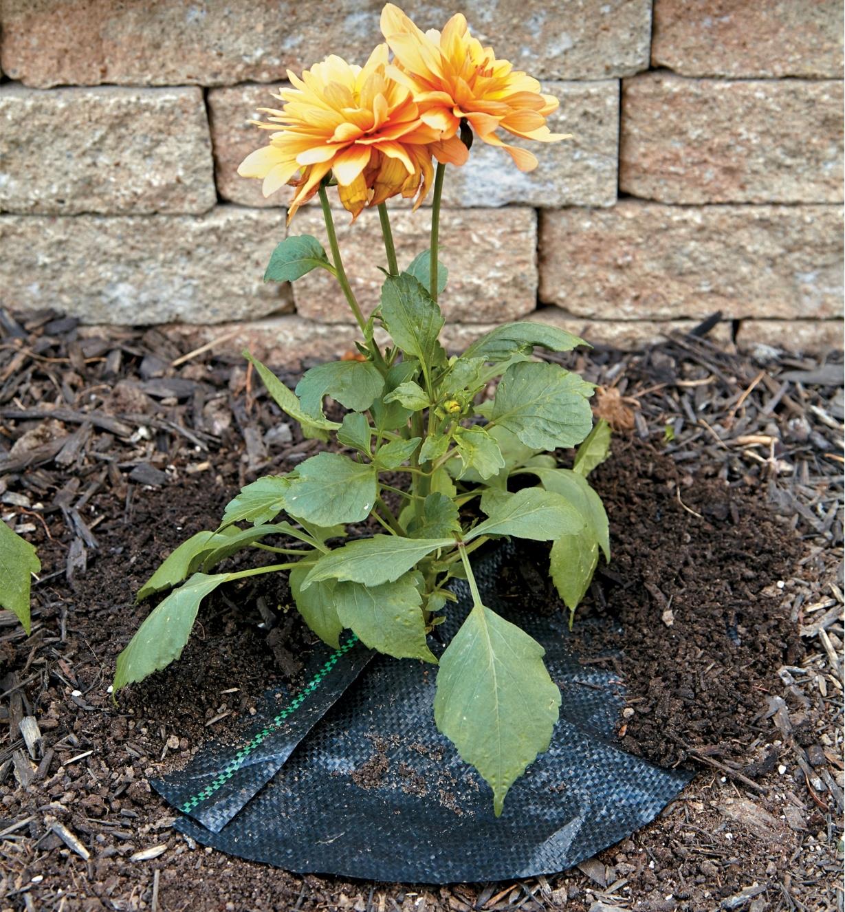 Mat placed around the base of a plant with mulch covering half of it