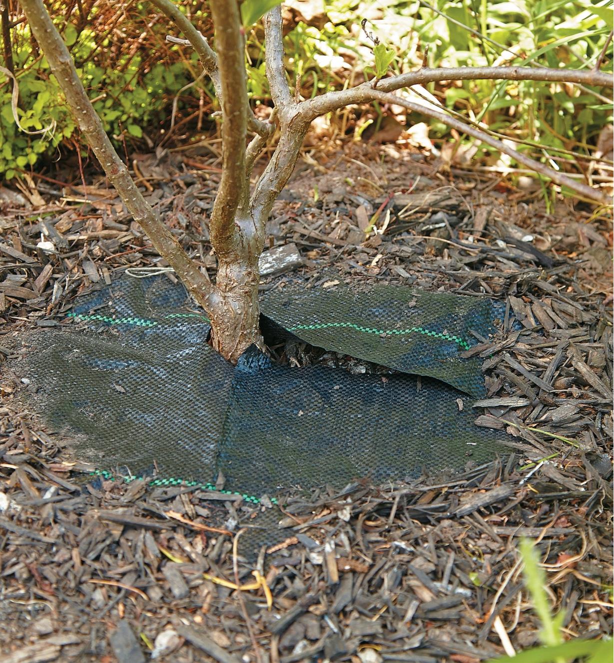 Mat placed around the base of a plant with mulch covering the edges