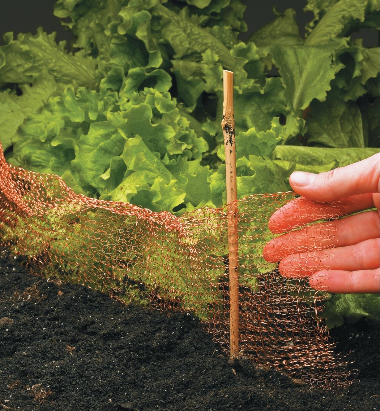 Copper Blocker placed around lettuce in a garden, supported by a small stake