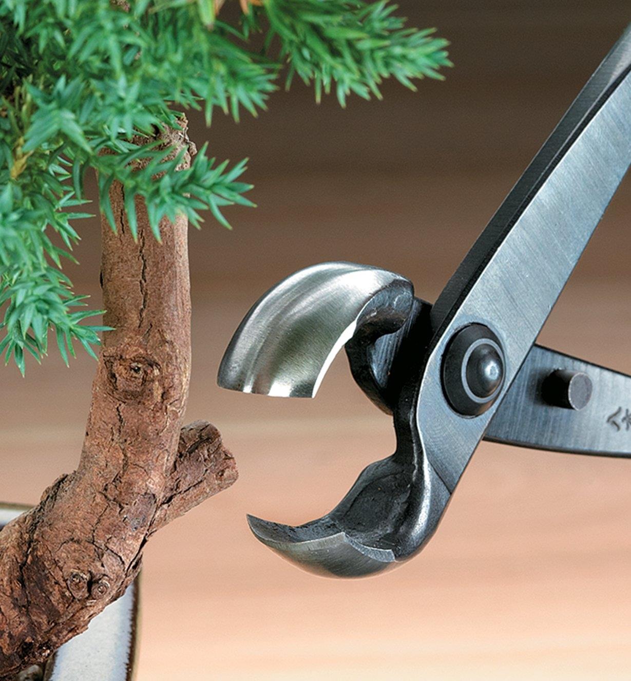 An open knob cutter about to cut a bonsai branch knob