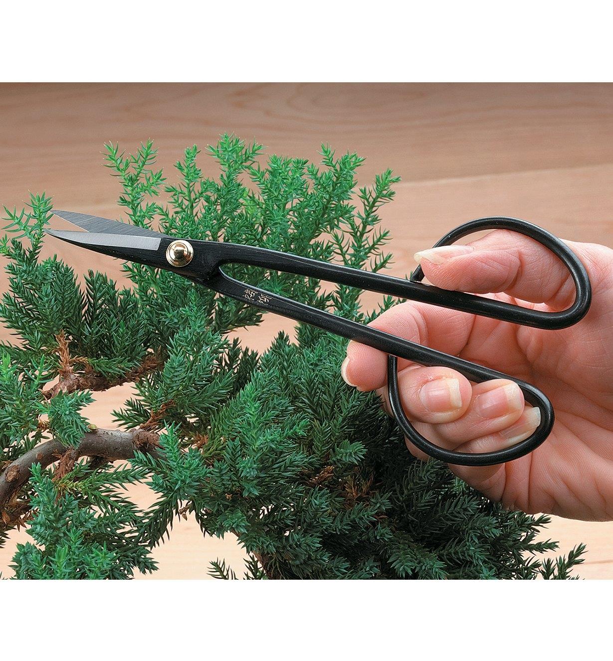 Trimming a bonsai tree with Long-Handled Trimming Shears
