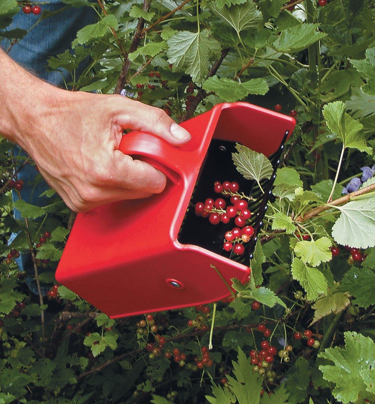 Berry Scoop being used to collect redcurrants