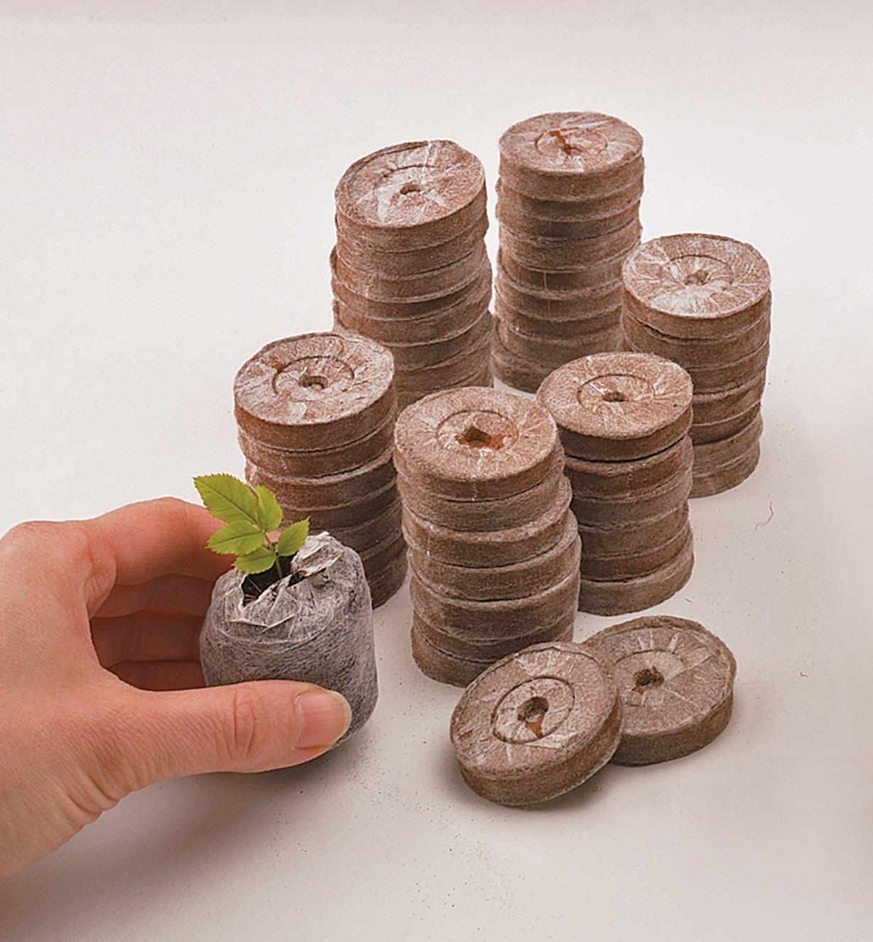 Several stacks of coir pellets, with one pellet expanded and holding a seedling