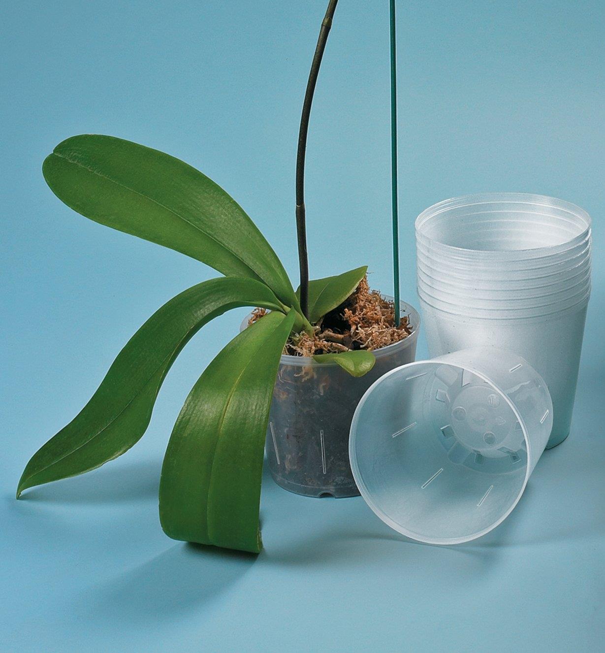 A stack of Clear Orchid Pots next to one with an orchid planted in it