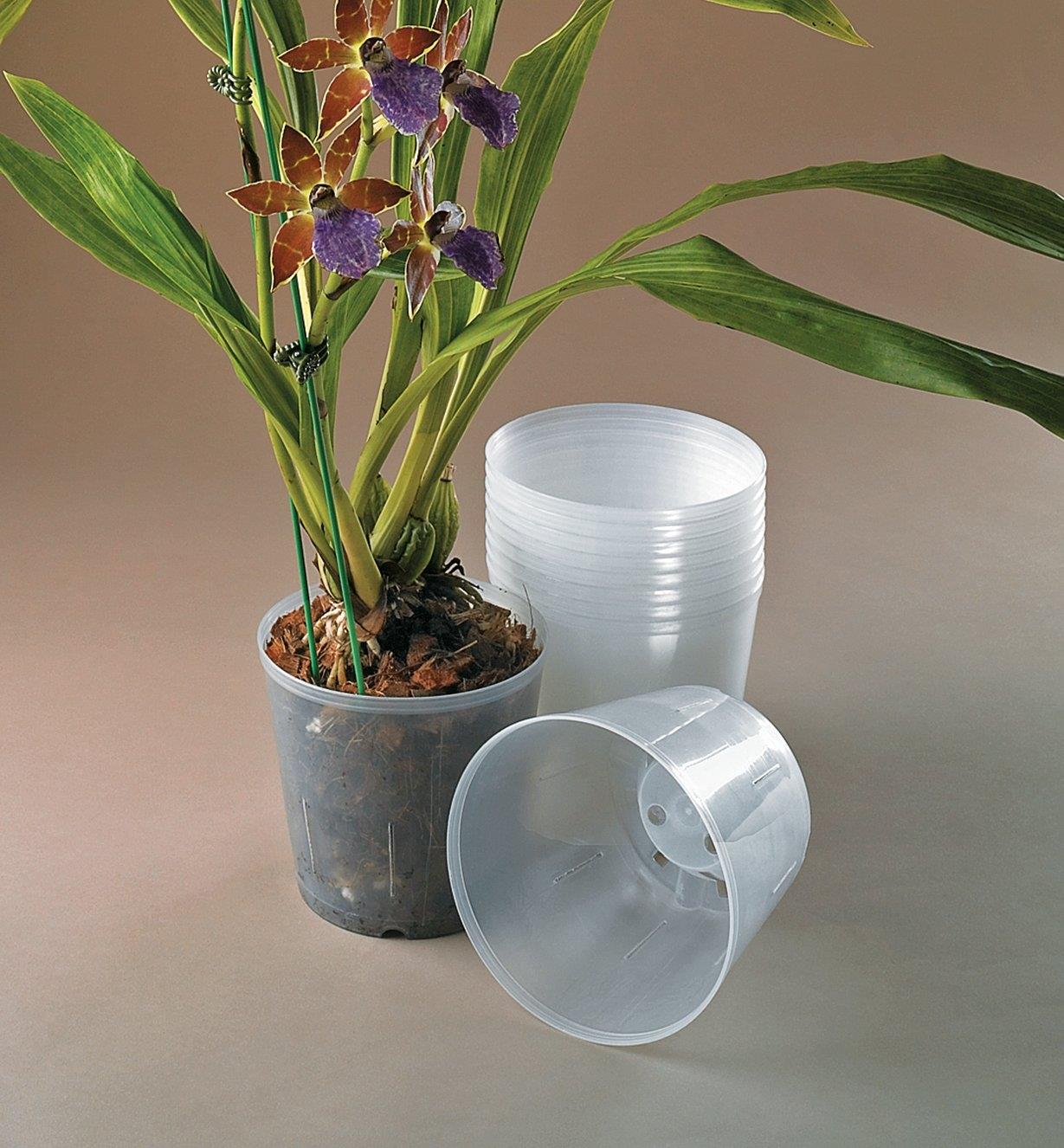 XB755 - Pots transparents pour orchidées, le lot de 10