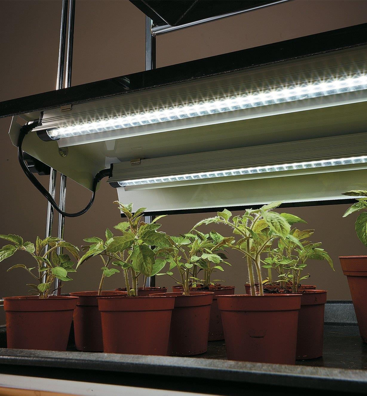 Lampes à spectre continu éclairant des plants dans une étagère à lampe de serre