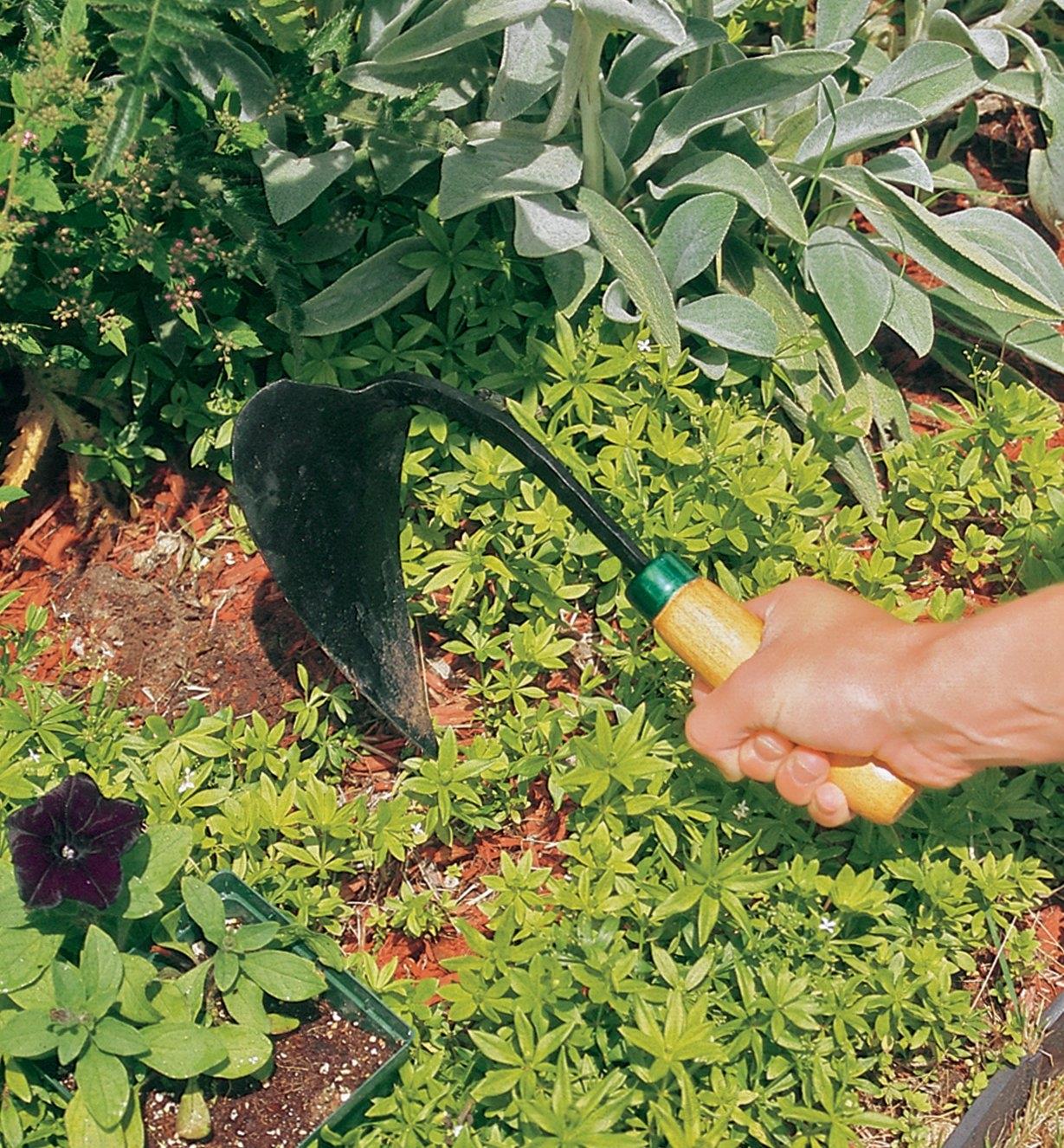 Short-Handled Ho-Mi Digger being used for weeding