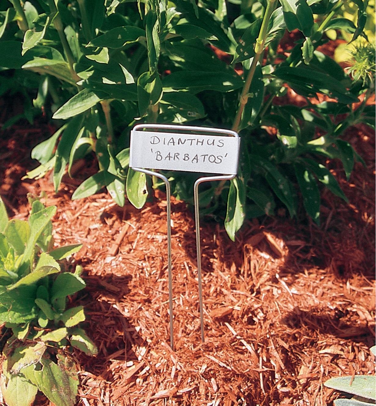 Regular marker in a garden marked with dianthus 'barbatos'