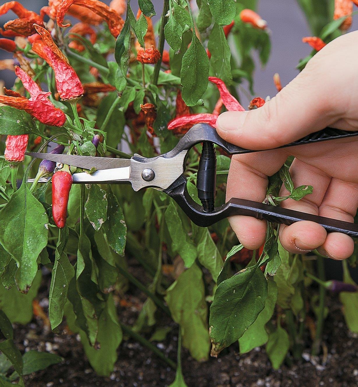 Harvesting peppers with Forged Flower Shears