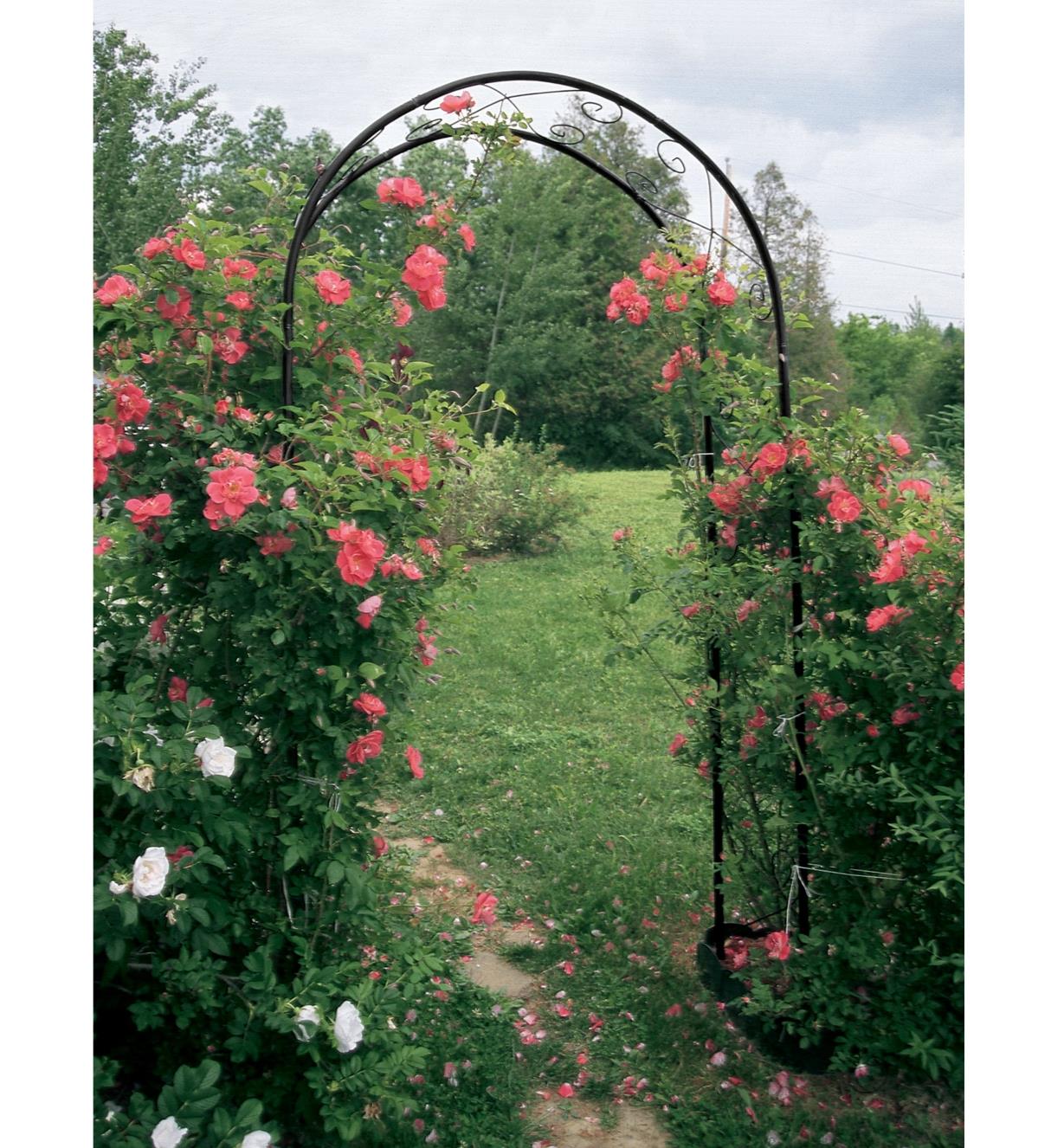 Garden Arch supporting climbing roses in a garden