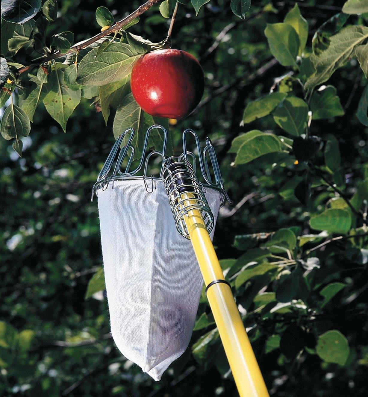 Cueille-fruits fixé à un manche pour cueillir une pomme sur une branche