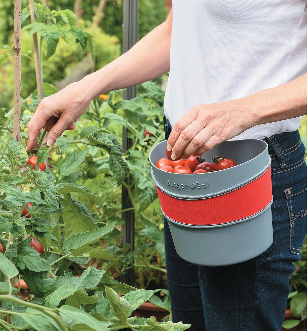 Hip-Trug being used to collect tomatoes from the garden