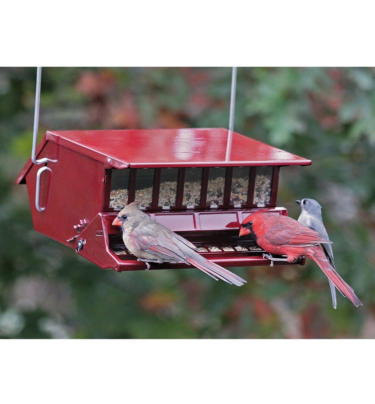 A pair of cardinals perch at the Single-Sided feeder