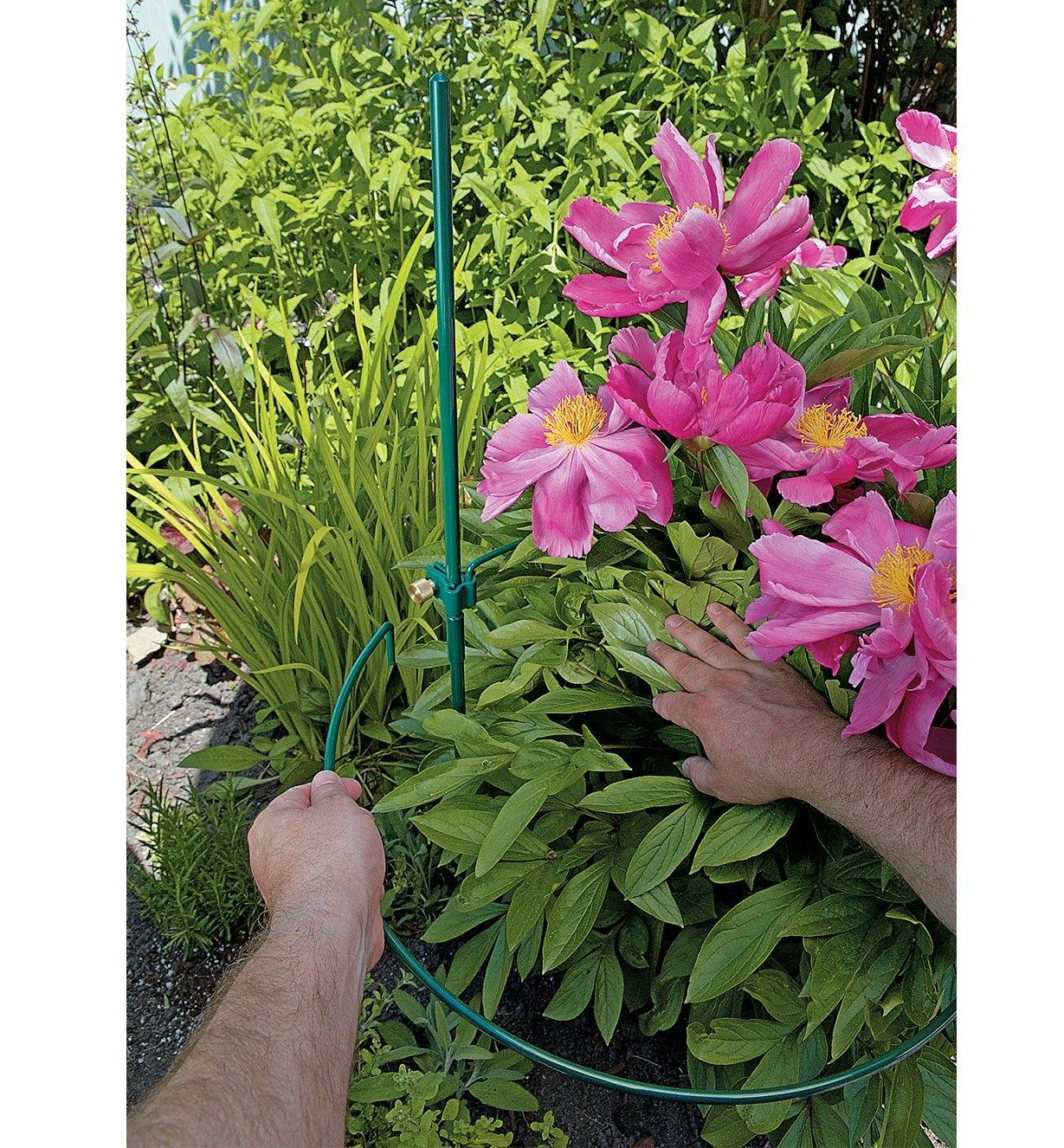 18" Peony Hoop supporting peony plant in a garden