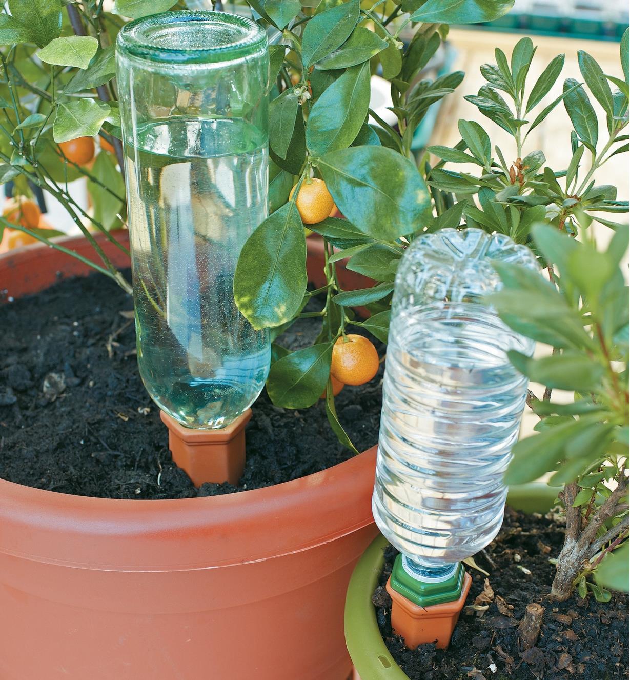 Watering Spikes with a wine bottle and a plastic water bottle being used in two plants