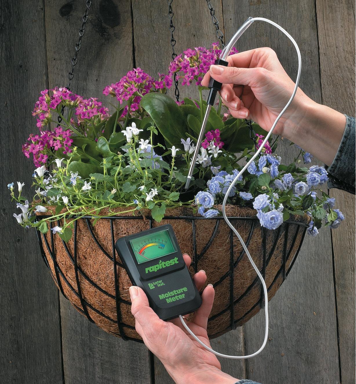 Inserting the probe of the moisture meter into a hanging basket planted with flowers