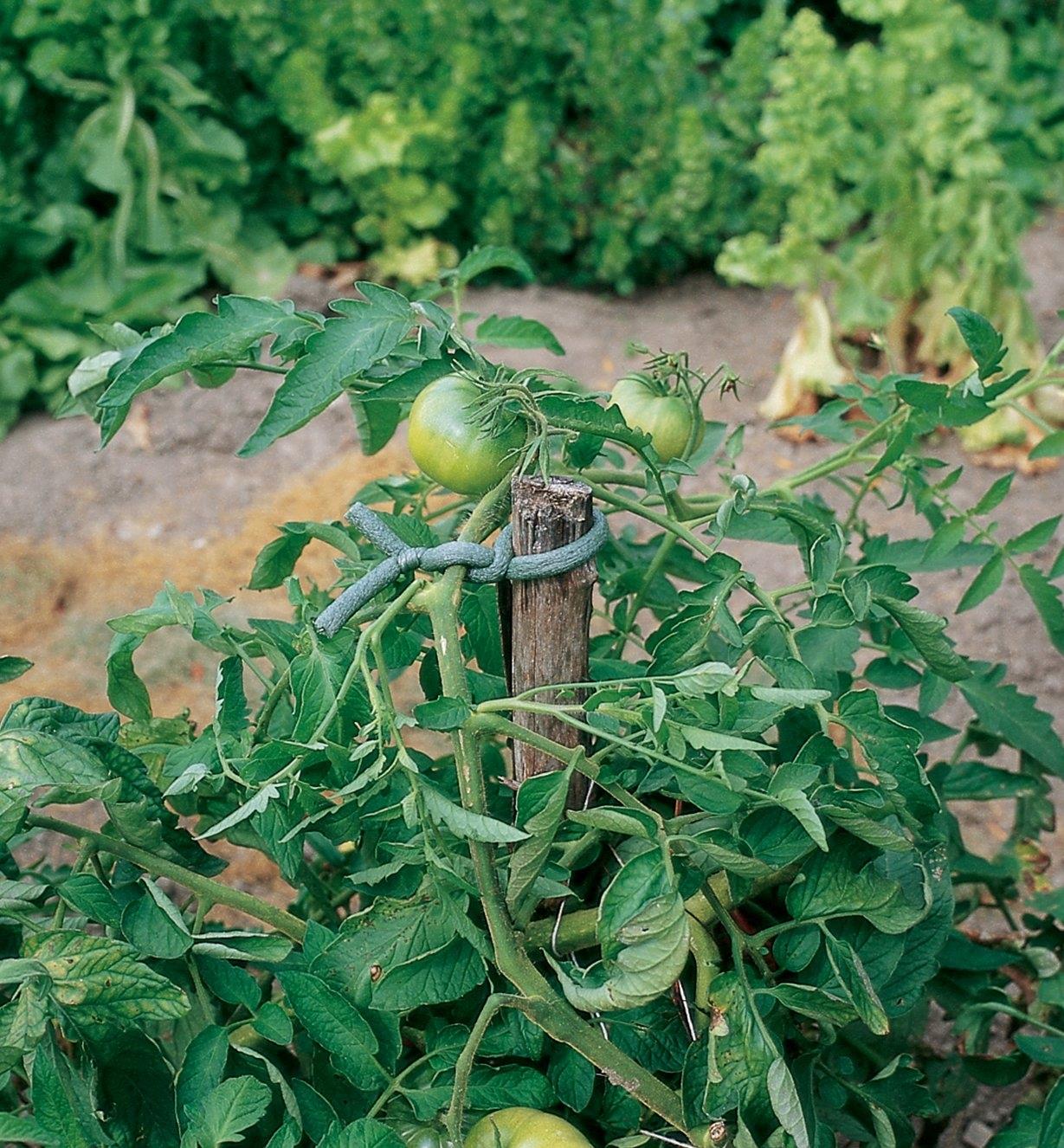 Plant Ties tying a tomato plant to a stake in a garden