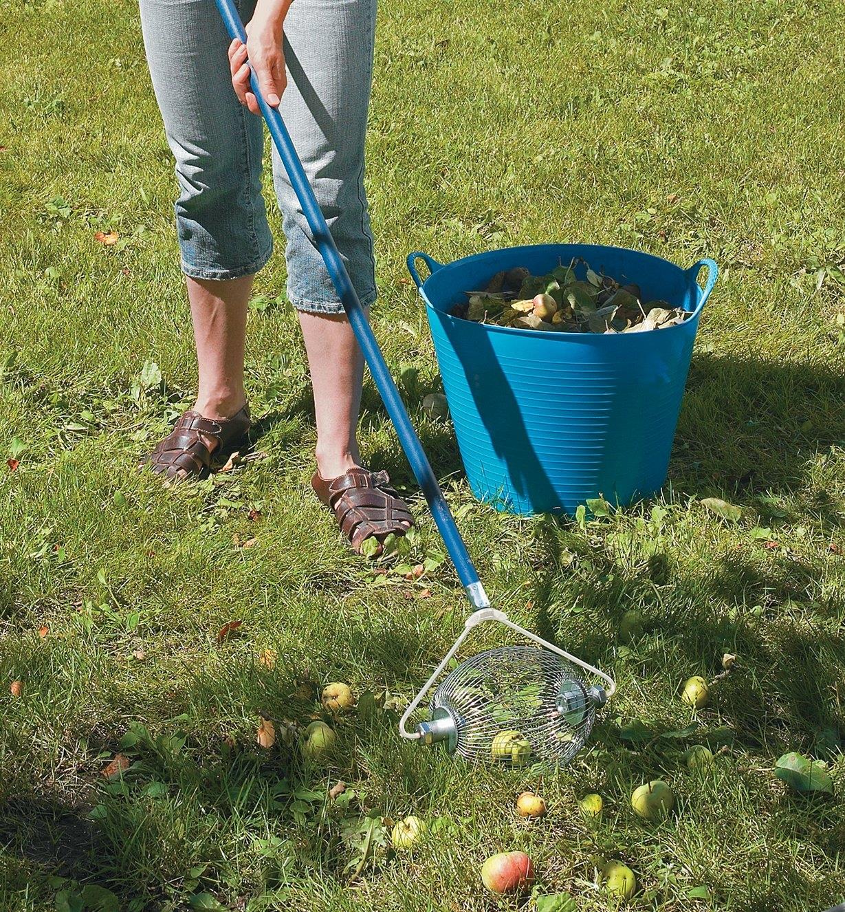 Collecting fallen apples from a lawn using the Nut & Fruit Gatherer