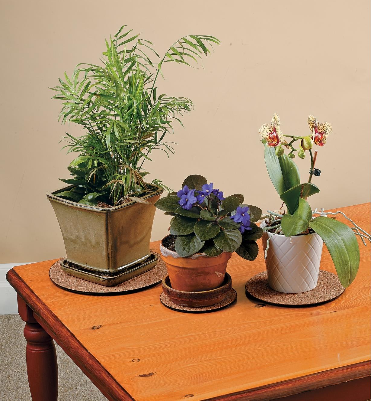 Three potted plants sitting on cork surface protectors on a table
