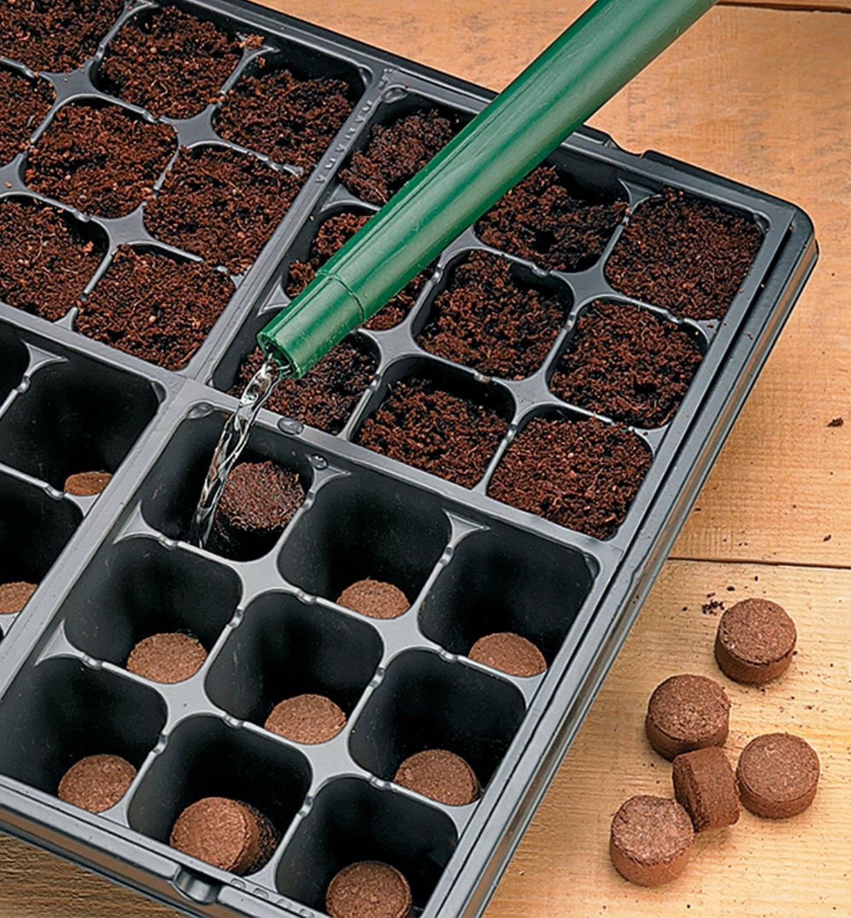 Adding water to the cells in the tray containing coir pellets