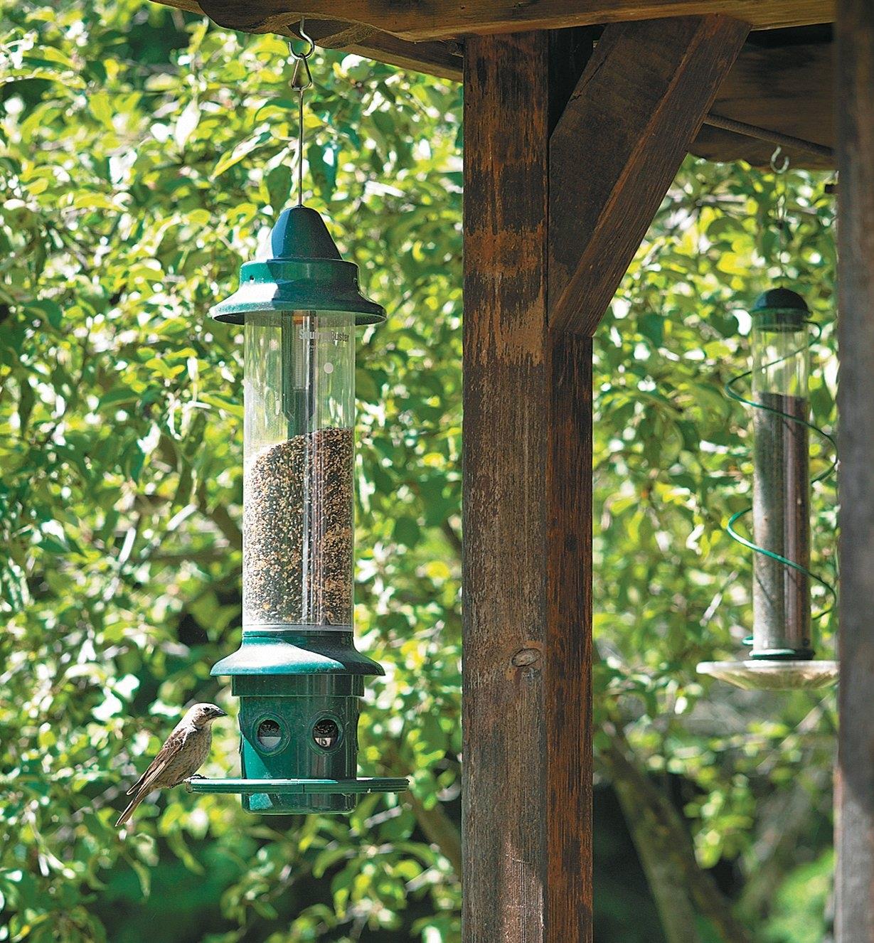 A bird perched on a Squirrel Buster Plus Feeder hanging over a porch