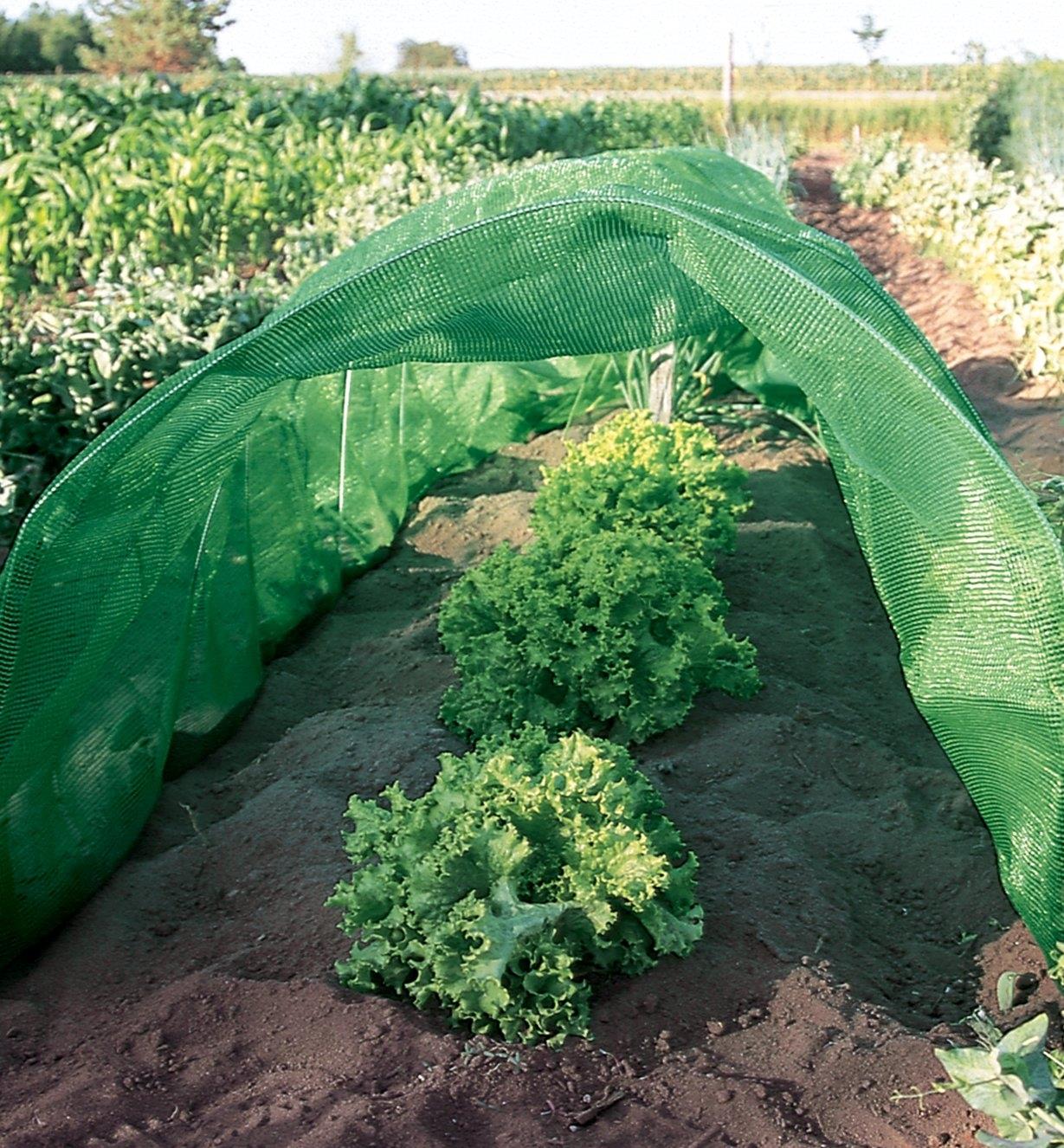 Shade cloth held on hoops covers a row of lettuce in a garden